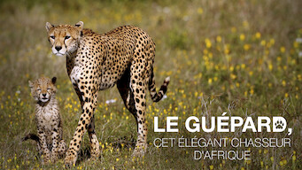 Le Guépard, cet élégant chasseur d'Afrique (2013)